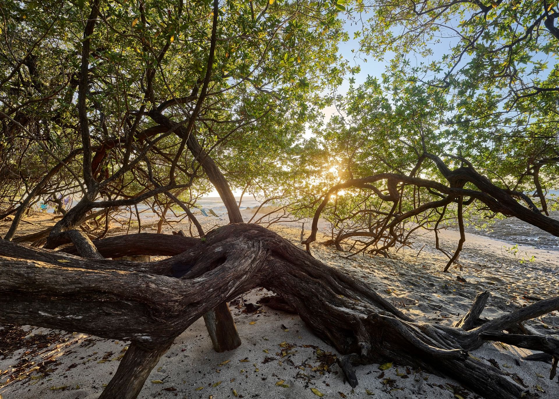 Sunset glowing through a gnarled beach tree highlighting the beautiful sandy coast near Cala Luna Boutique Hotel