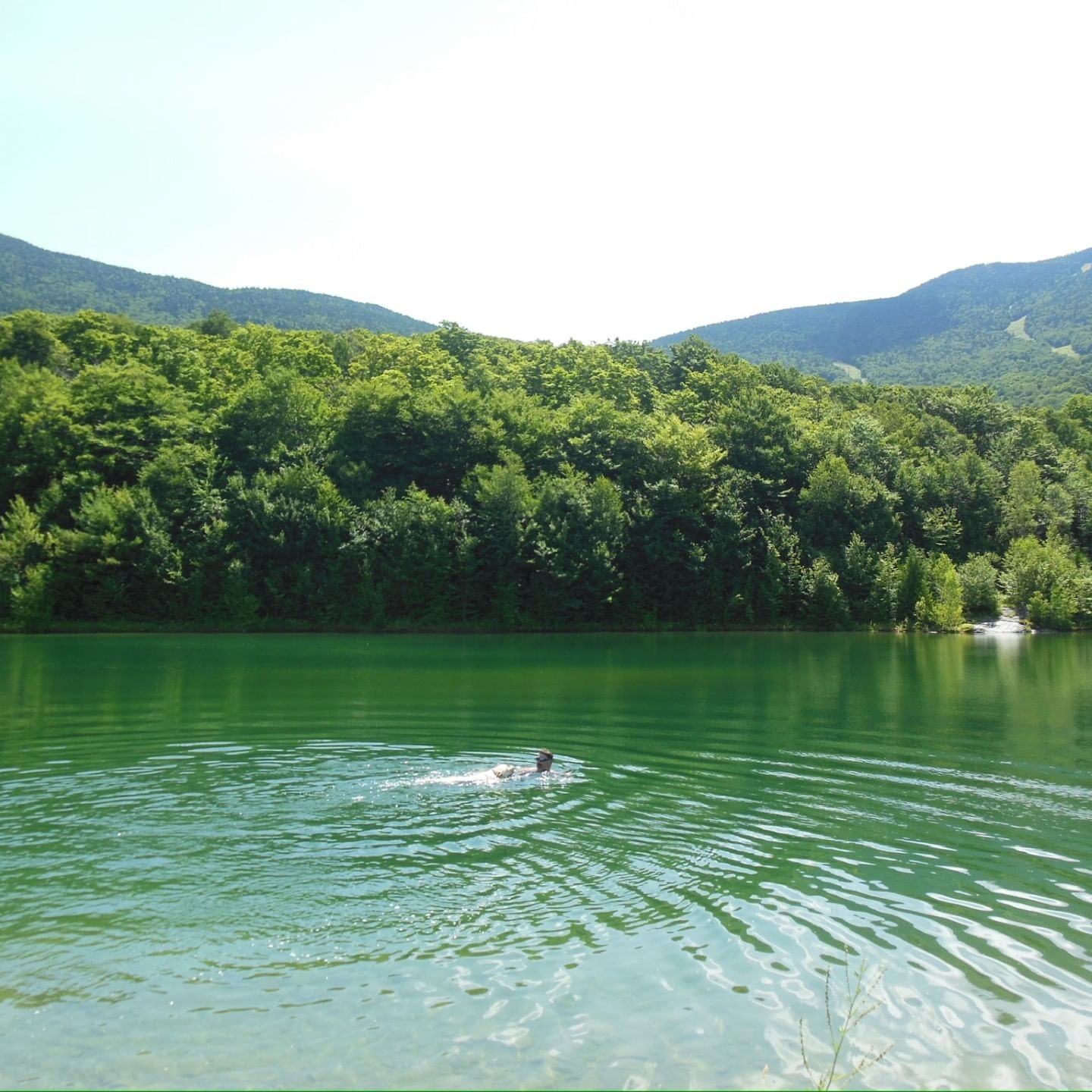 Person swimming in a green lake with trees and mountains in the background.