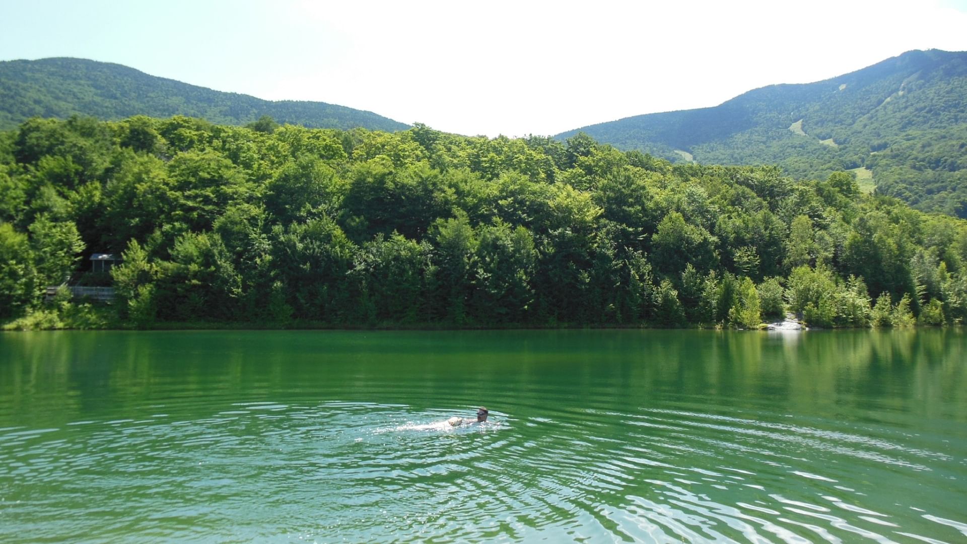 Person swimming in a green lake with trees and mountains in the background.
