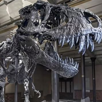 A towering T-Rex skeleton on display in Natural History Museum near Titanic Hotels in Berlin