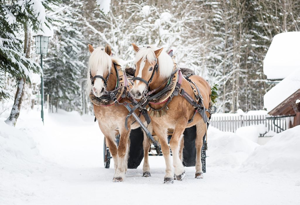 horse ride in snow