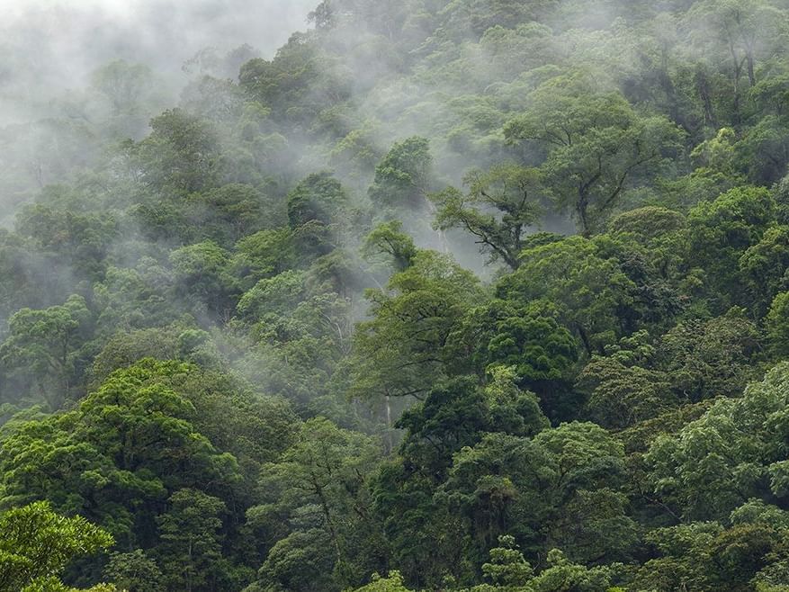 fog rolling off mountainside