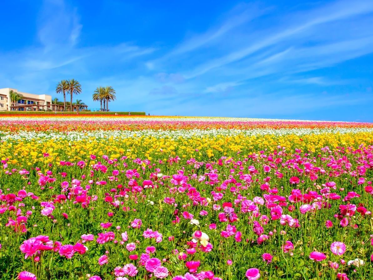 Flowers Fields of Carlsbad Carlsbad by the Sea Hotel