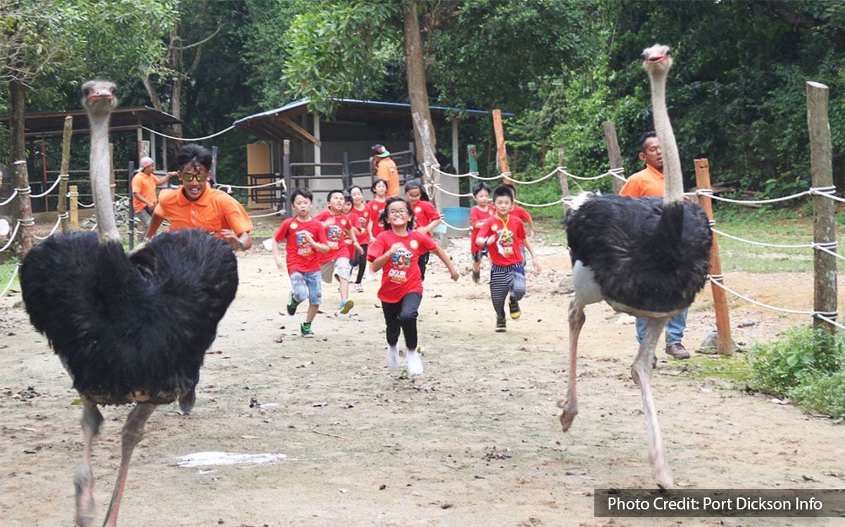kids with black ostrich at ostrich farm of port dickson