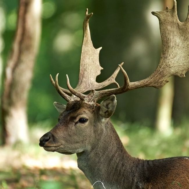 Why Do Deer Shed Their Antlers featuring a Fallow Deer