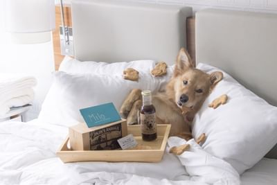 A cute dog laying in a bed with a treats tray at Kinzie Hotel