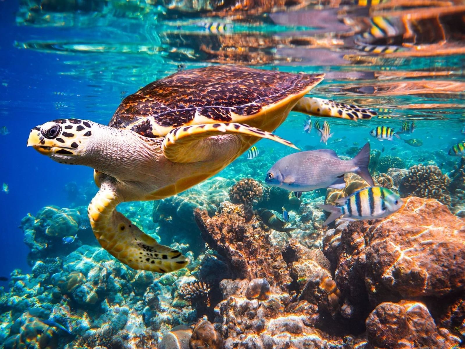 tortuga en el fondo del mar en Los Cabos
