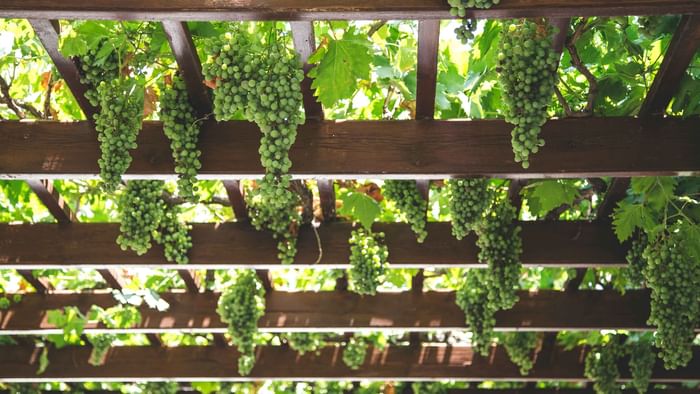 Closeup of growing green grapes near The Originals Hotels