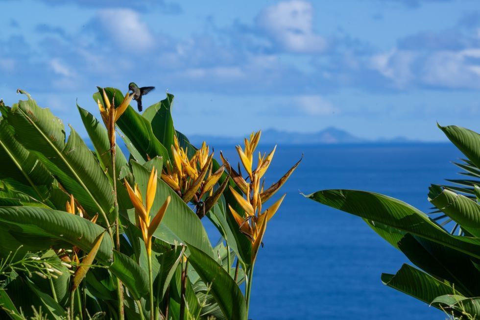 Close up of hummingbird hovers near vibrant yellow flowers amidst lush greenery with a serene ocean near Golden Rock Resort