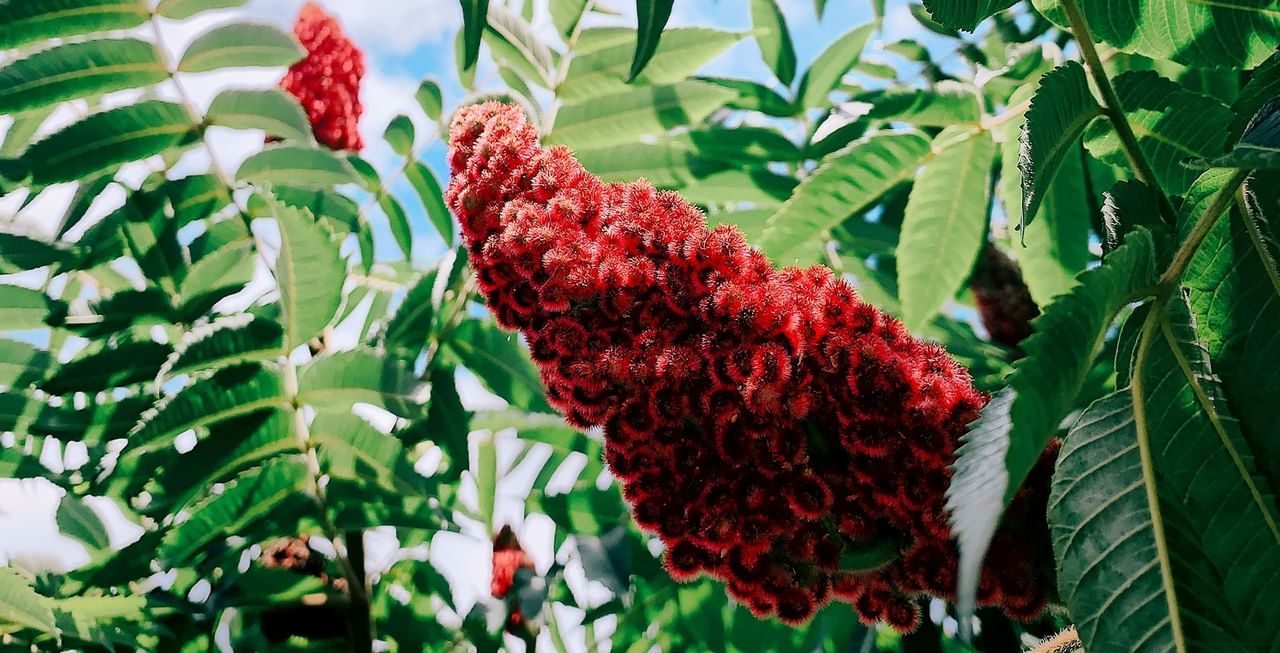 Staghorn Sumac