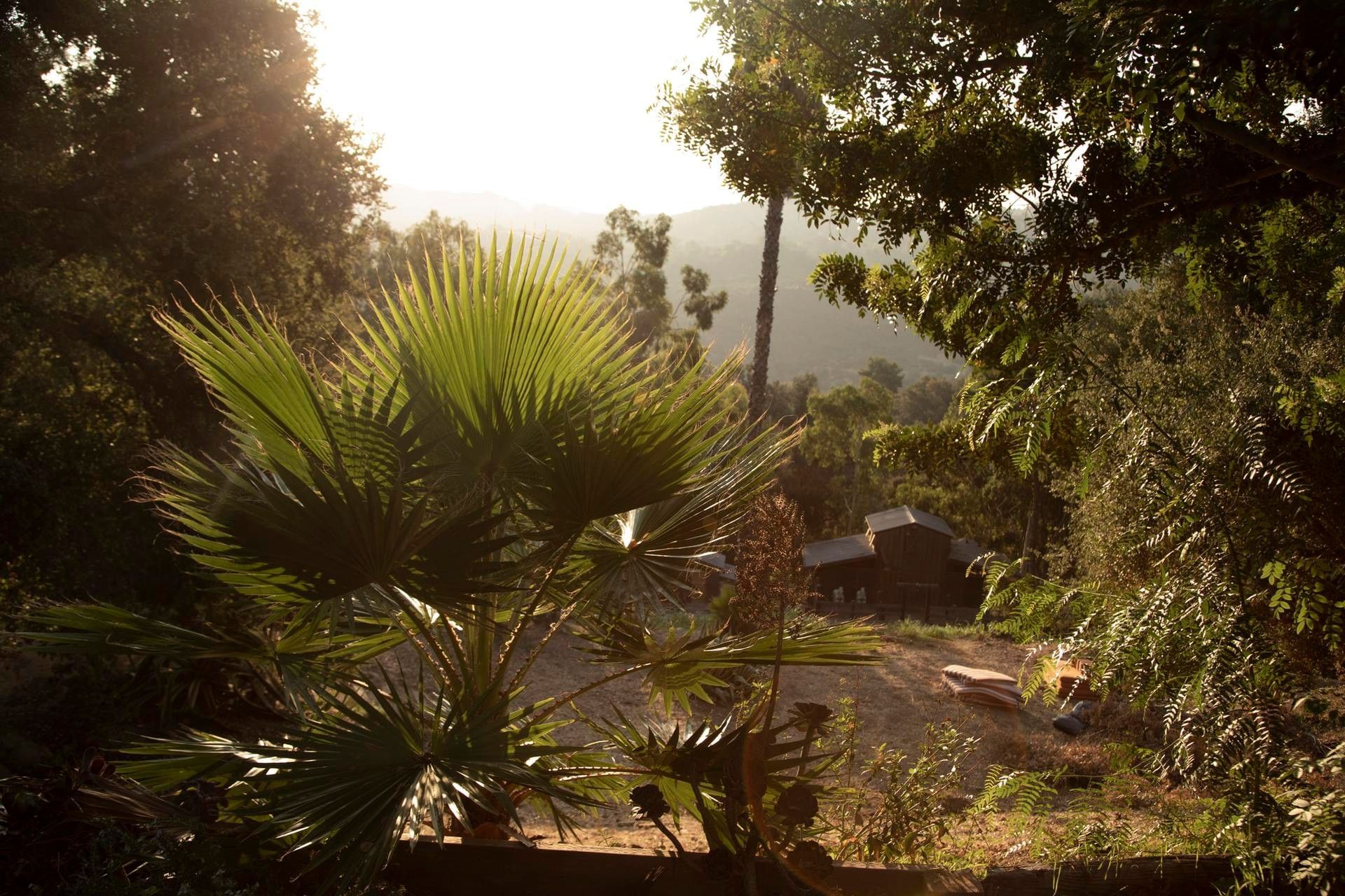 Sunlit hillside with palm trees and lush vegetation overlooking mountain views near Elsewhere Topanga Hotel