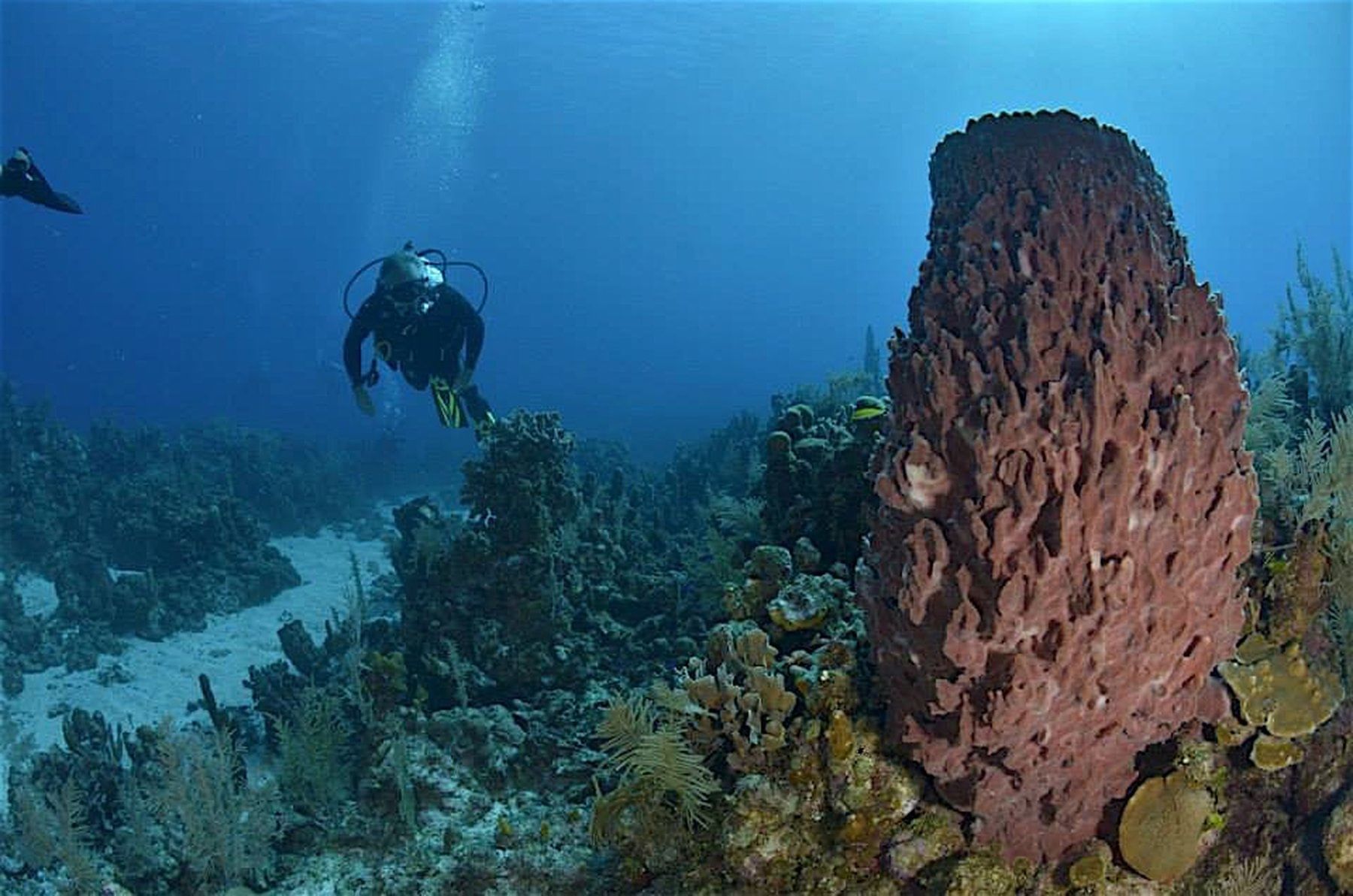 Scuba diver by reefs in the deep-sea near Infinity Bay Resort