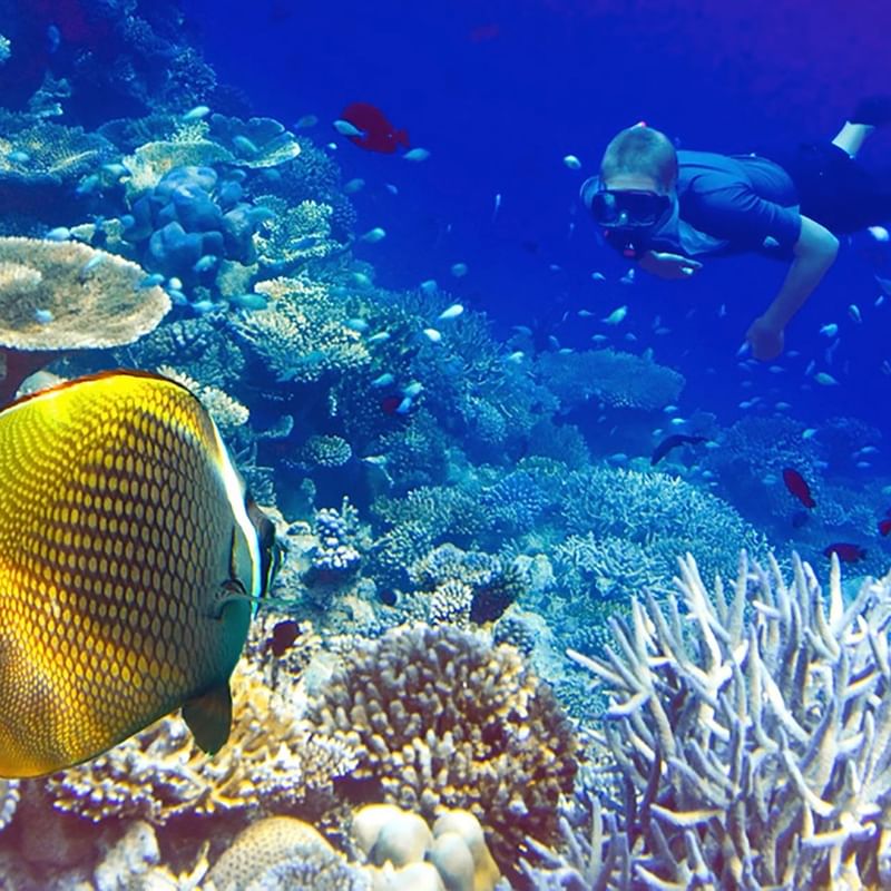 A snorkeler swims near coral reefs and a yellow fish in clear blue water.