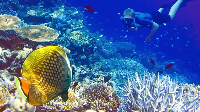 A snorkeler swims near coral reefs and a yellow fish in clear blue water.