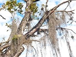 Spanish Moss Hanging from Tree at Windley Key Fossil Reef Geological State Park near Bayside Inn Key Largo