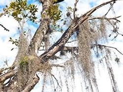 Spanish Moss Hanging from Tree at Windley Key Fossil Reef Geological State Park near Bayside Inn Key Largo