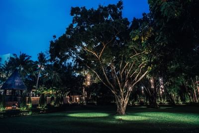 Big tree and lawn at night at Paradox Resort Phuket