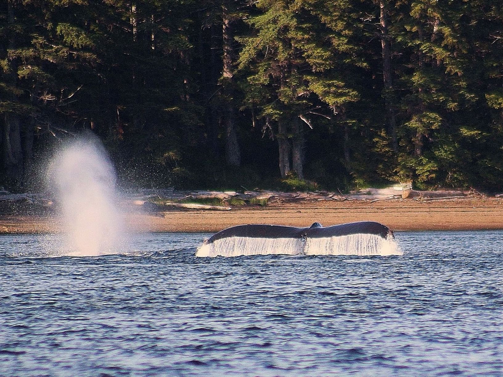 Whale tail fluke slapping on the water near The Landing Hotel  