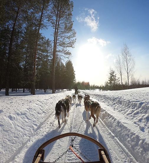 dogsled team