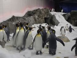 Penguins in Melbourne Aquarium near Brady Hotel Hardware Lane