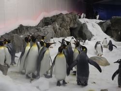 Penguins in Melbourne Aquarium near Brady Hotels Jones Lane