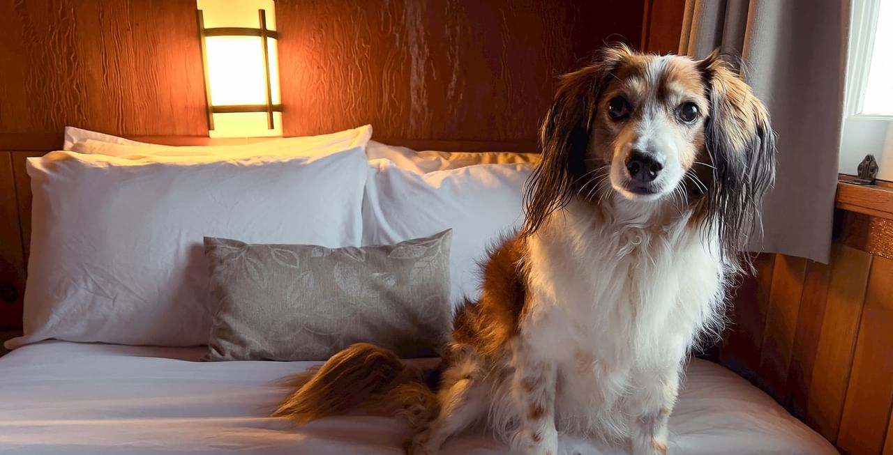 Dog on bed