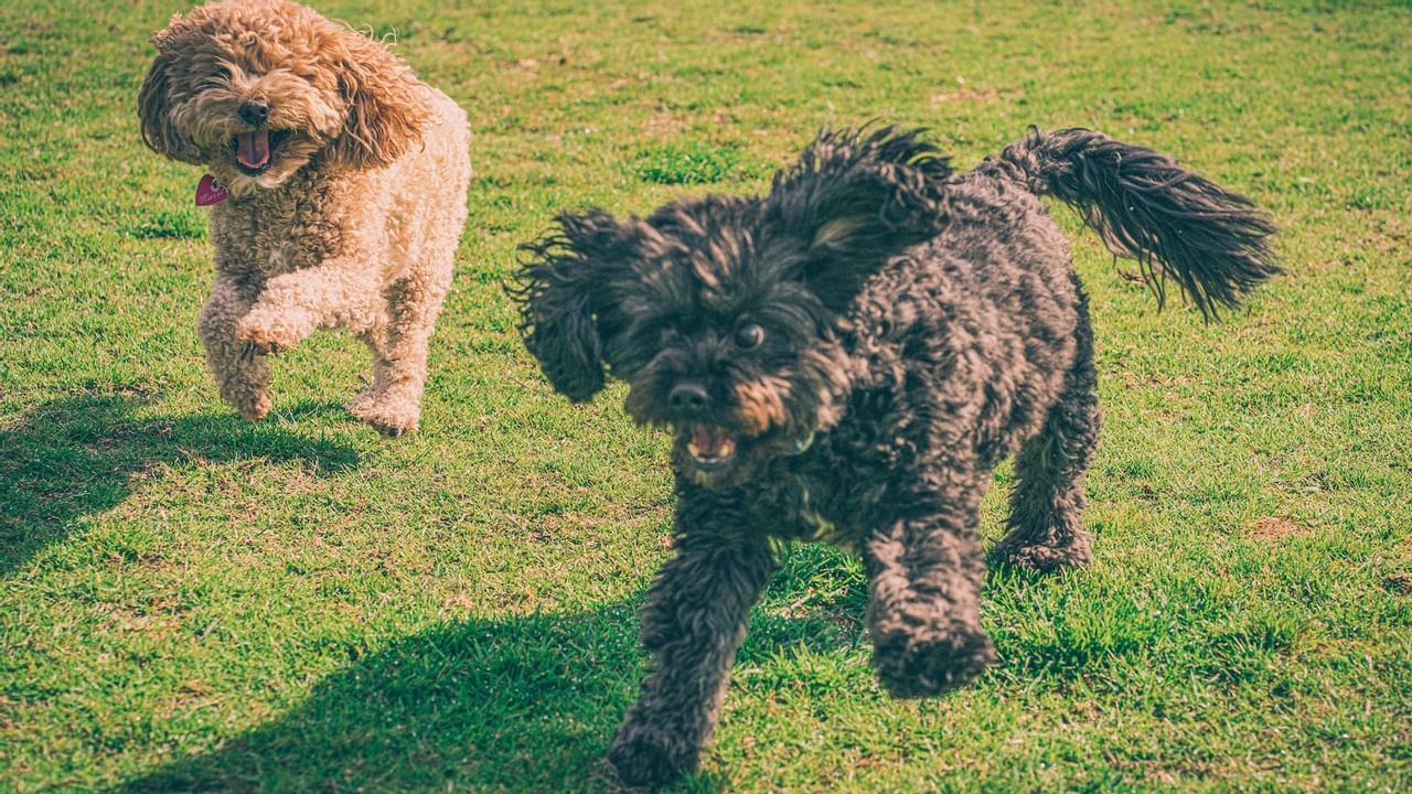 Dogs playing in grassland