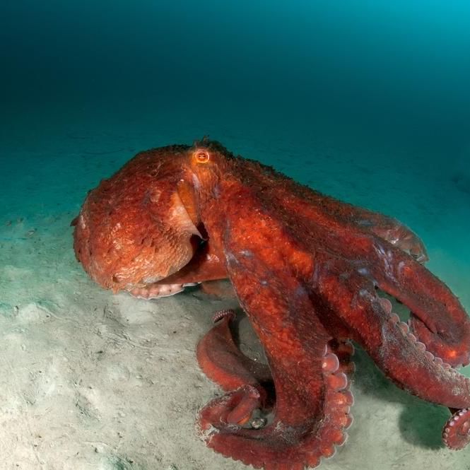 Giant Pacific Octopus in Hood Canal near Alderbrook Resort