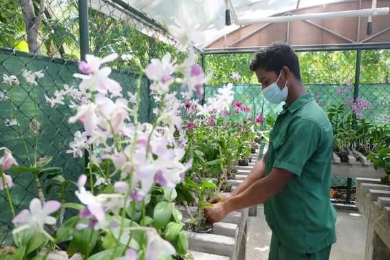 A man with a face mask is caring for  flowers plants at at Grand Park Kodhipparu, Maldives