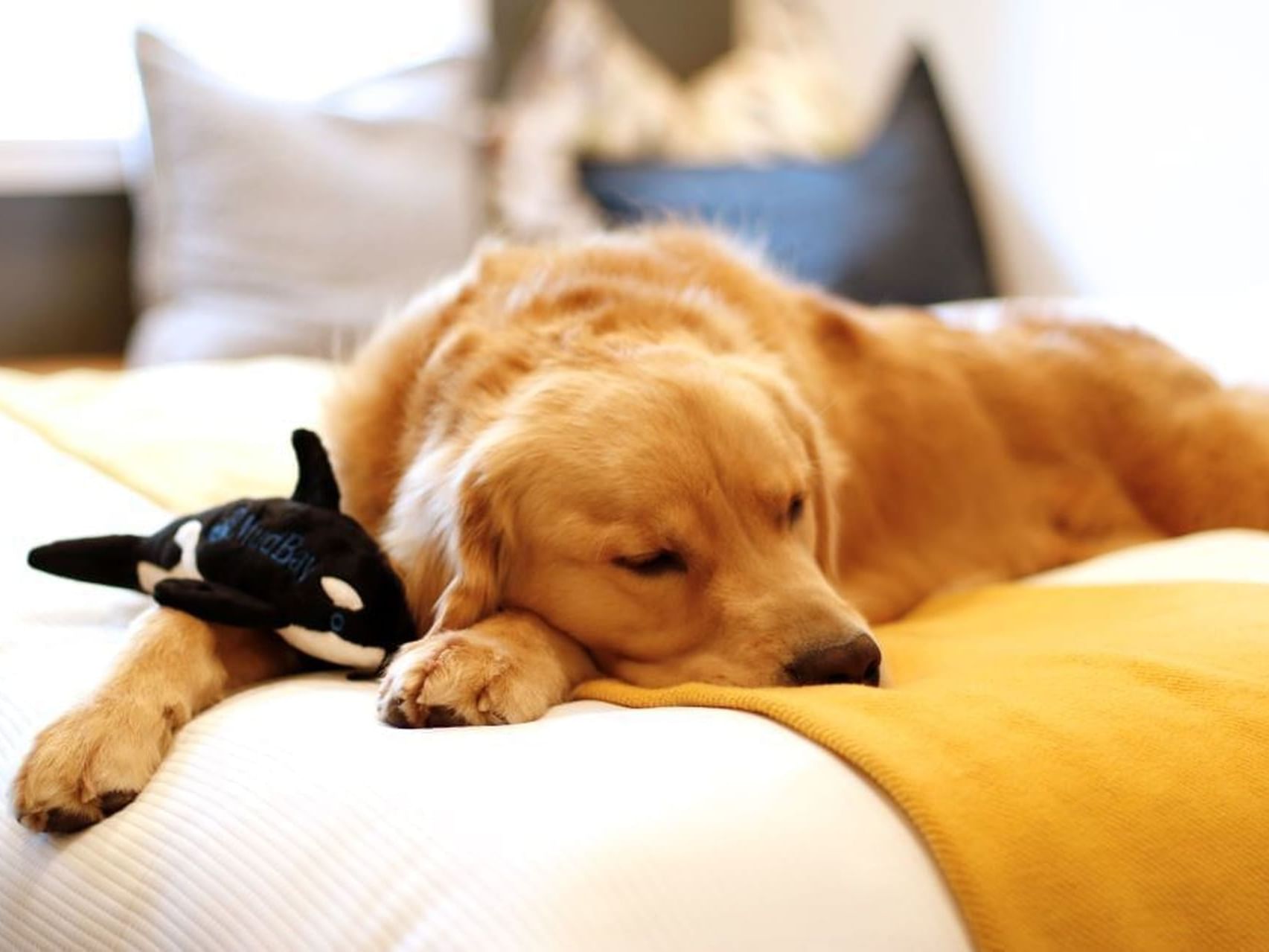 Dog lying on the bed with a soft toy in Two-Bedroom Pet Cottage at Alderbrook Resort & Spa