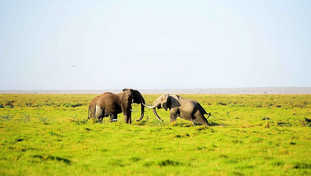 Two elephants in a field near Amboseli Serena Safari Lodge