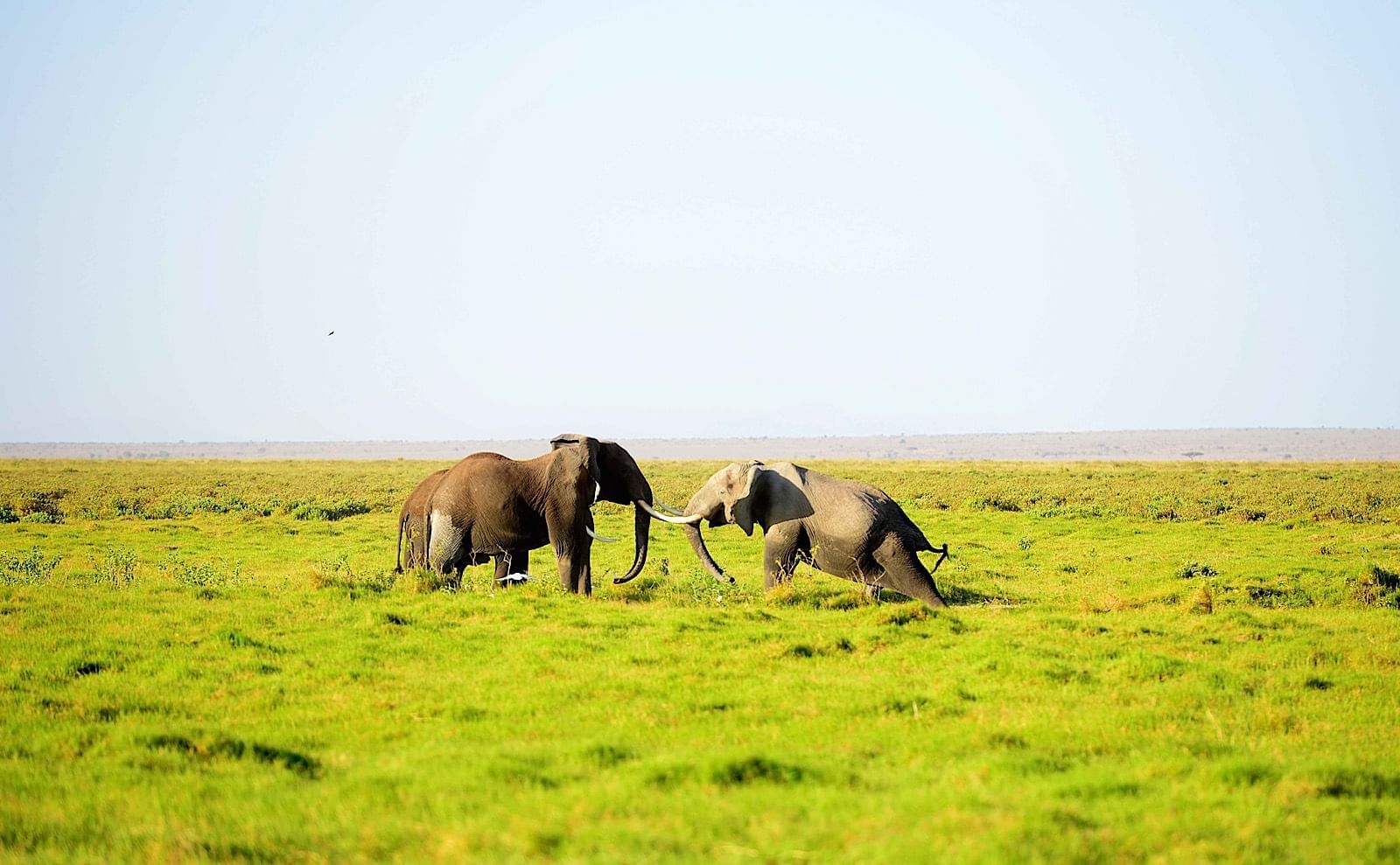 Two elephants in a field near Amboseli Serena Safari Lodge