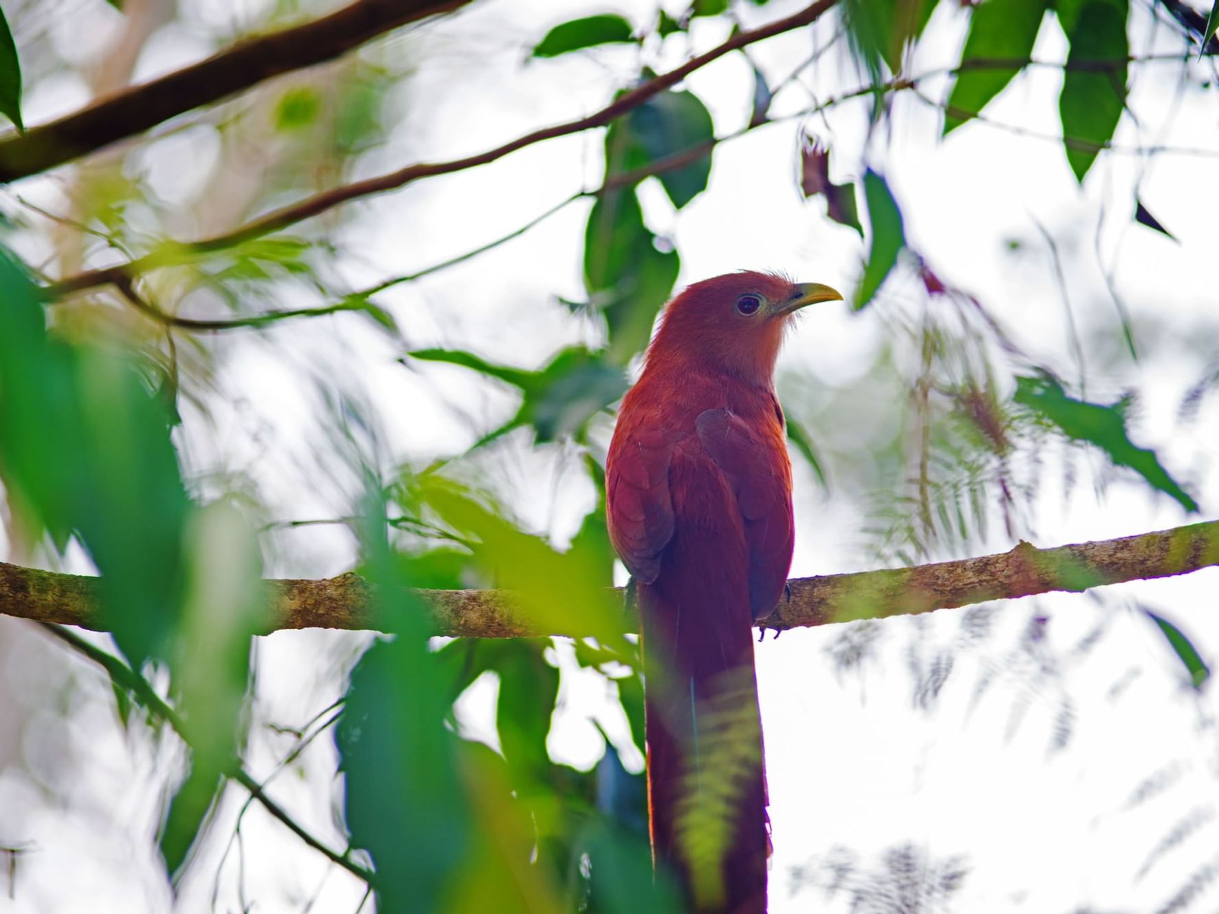 A bird in a branch in the Chetumal - Kohunlich city