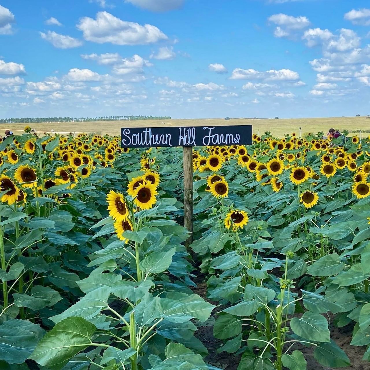 Southern Hill Farms is a great fall celebration with a pumpkin patch in Orlando