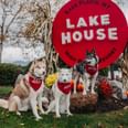 Three husky dogs wearing bandanas on grass by rocks under a red Lake House sign at High Peaks Resort