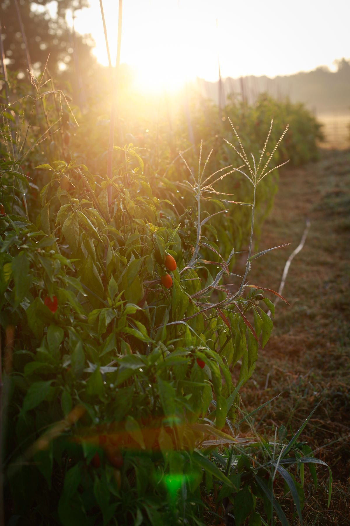 Lush green plants with vibrant red berries at Umstead Hotel and Spa