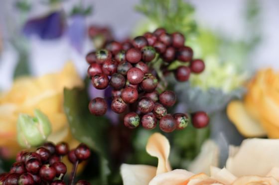 Grapes in a table arrangement at Mystic Dunes Resort