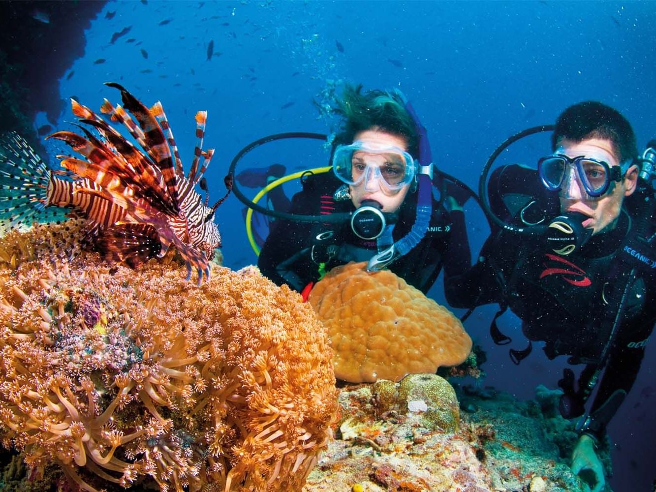 Two scuba divers watching lion fish near Pullman Cairns coast