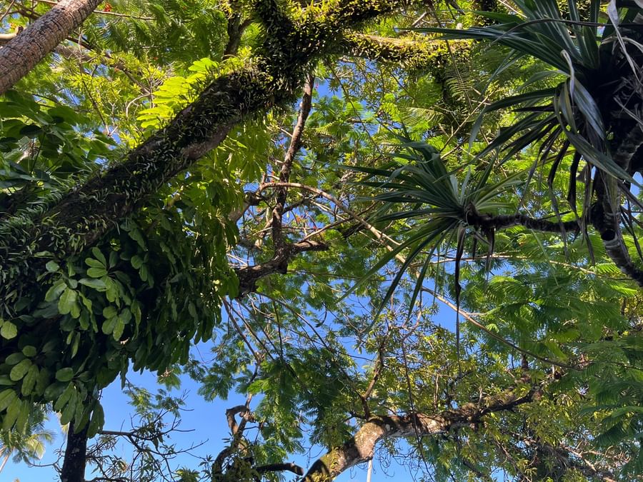 Lush tropical canopy with vibrant greenery and blue sky above at Warwick Fiji Resort and Spa.