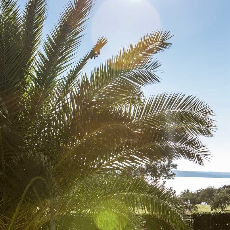 A palm tree & sea view near Falkensteiner Hotel Ladera