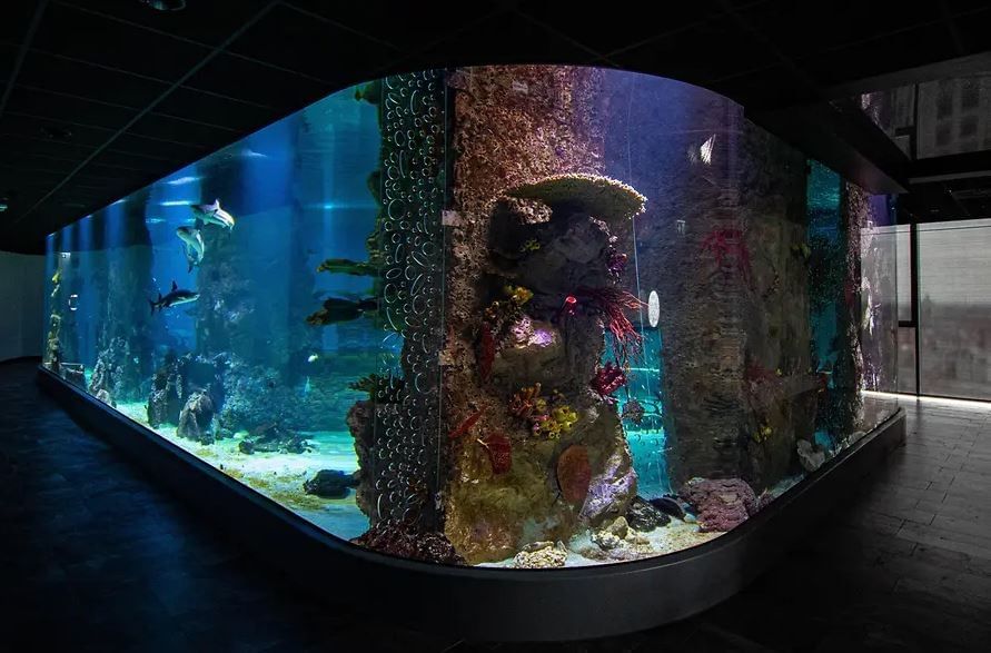 Großes Aquarium im Haus des Meeres in Wien mit Fischen, Korallen und stimmungsvoller Unterwasserbeleuchtung