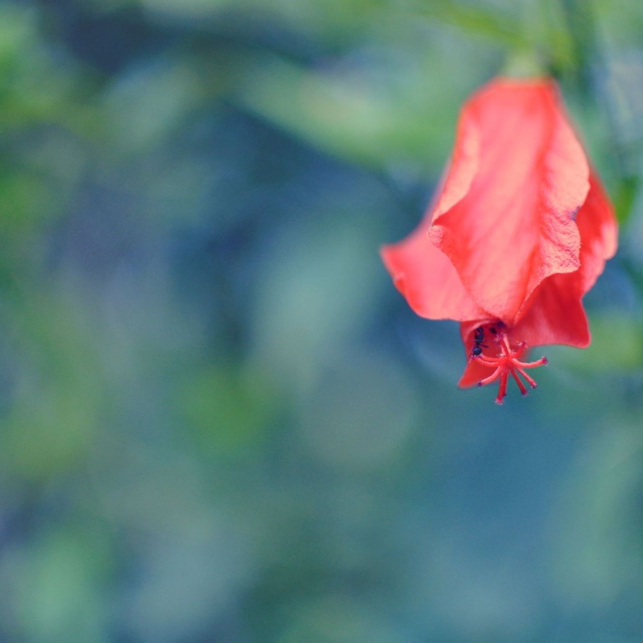 Close-up on Hibiscus rosa-sinensis near Buena Vista Del Rincon