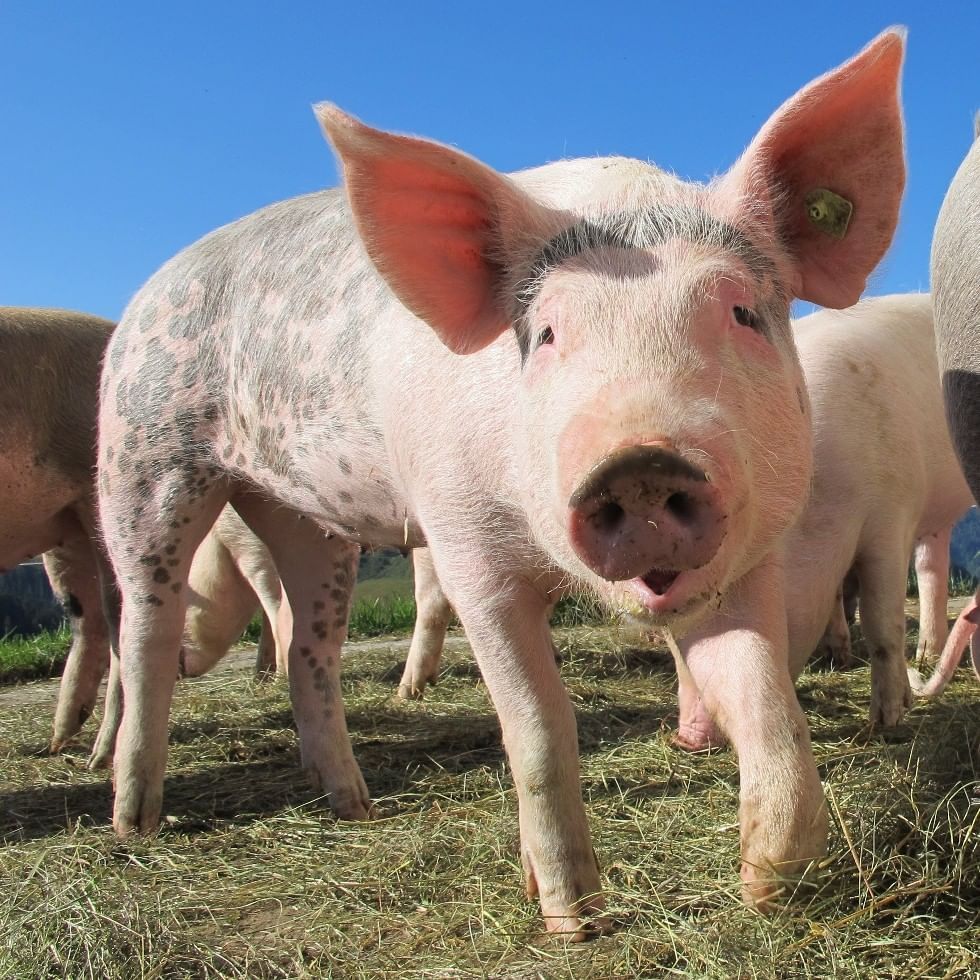 A pig at Labonca Burgau organic farm near Falkensteiner Hotels