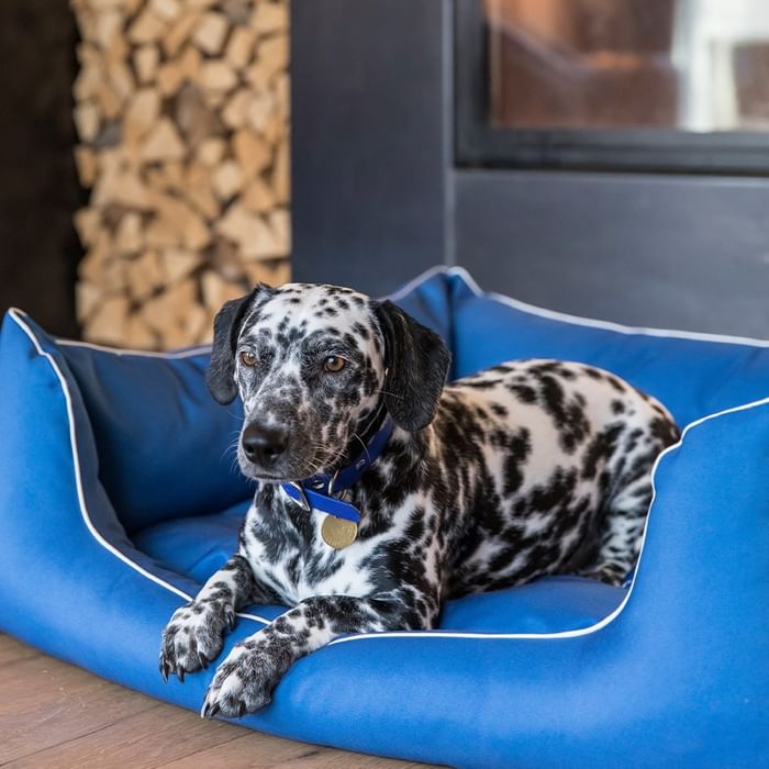 A Dalmatian dog rests in a blue dog bed with a blue collar and medal, near a wood-burning stove.
