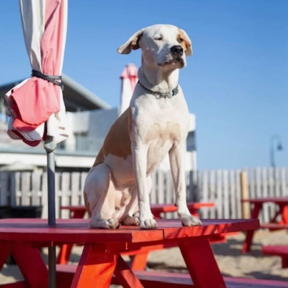 yappy hour at wonder bar in asbury park nj