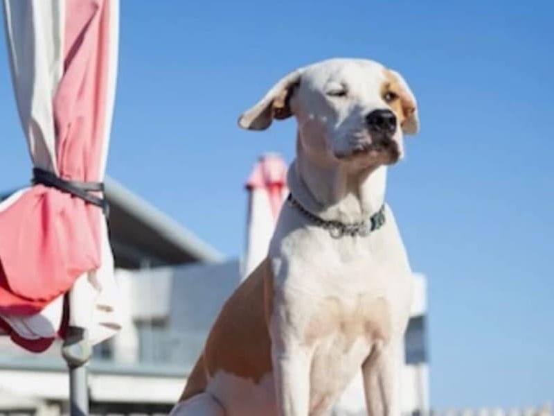 yappy hour at wonder bar in asbury park nj