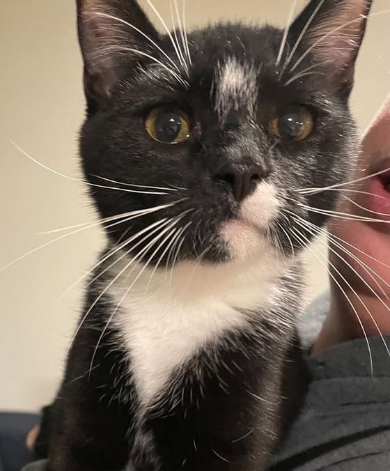 Close-up of a cat at Alderbrook Resort & Spa