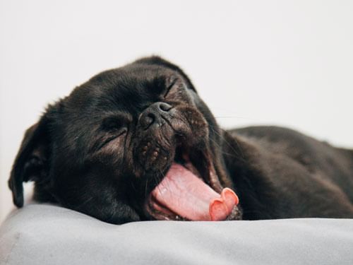 Close-up view of yawn dog at The Whitehall Hotel