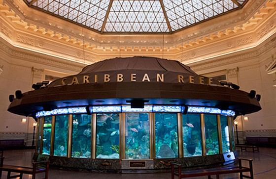 Exhibit at Shedd Aquarium near Congress Plaza