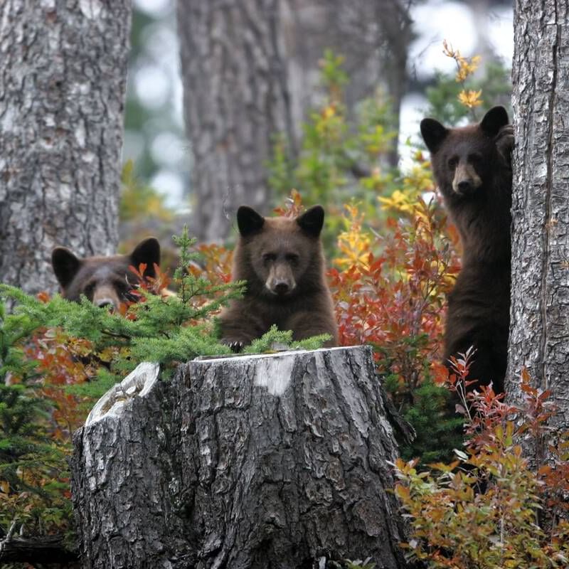Three bear cubs in Whistler with tall trees near Blackcomb Springs Suites